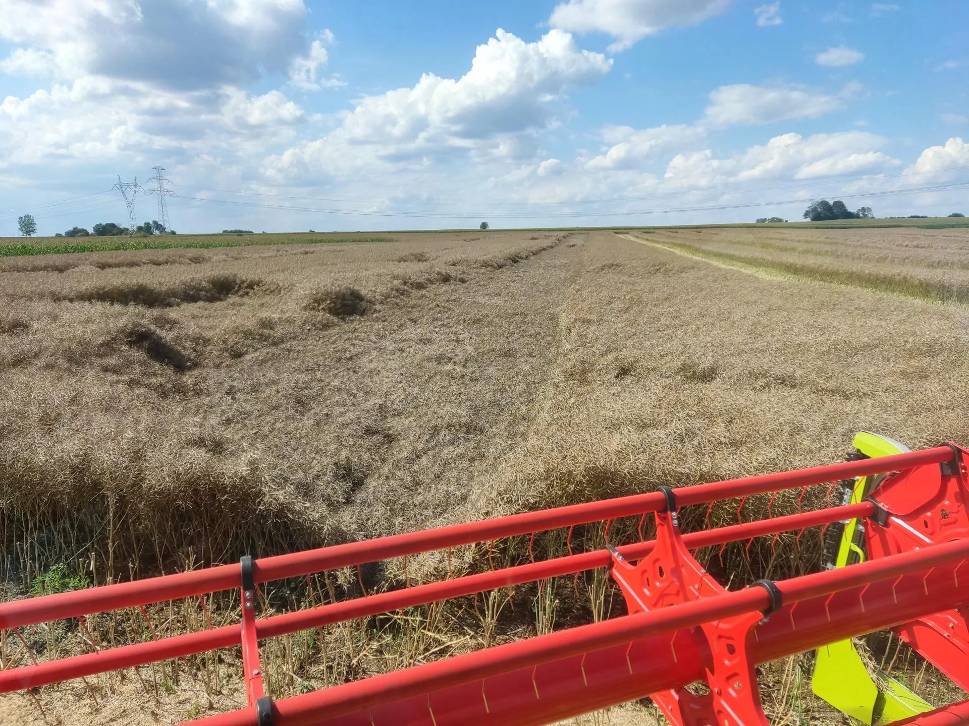 Ceny rzepaku z nowych zbiorów niższe choćby o 50 zł. Jakie są stawki na żniwa 2025?