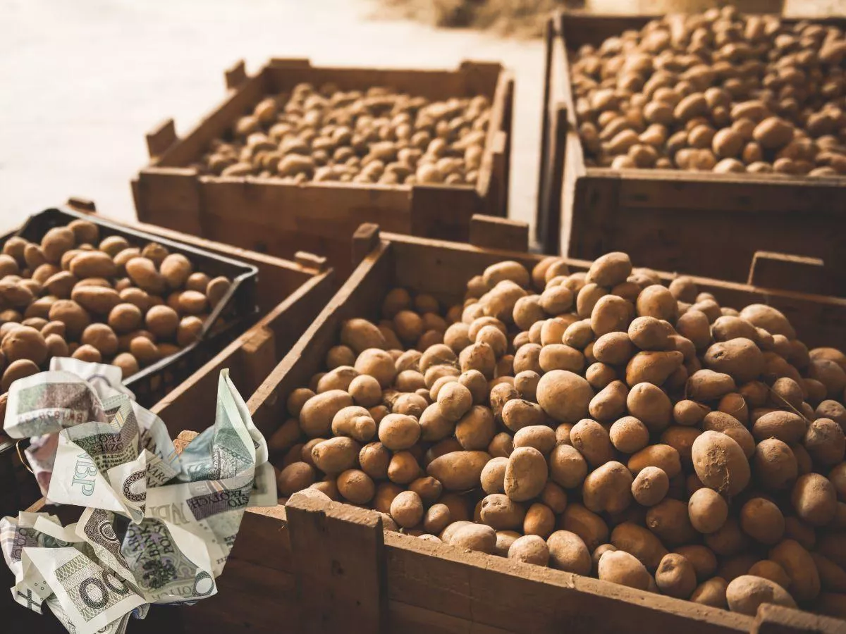Ceny ziemniaków w skupie wzrosły o choćby 25%. Ile za irgę i irysa na giełdach?