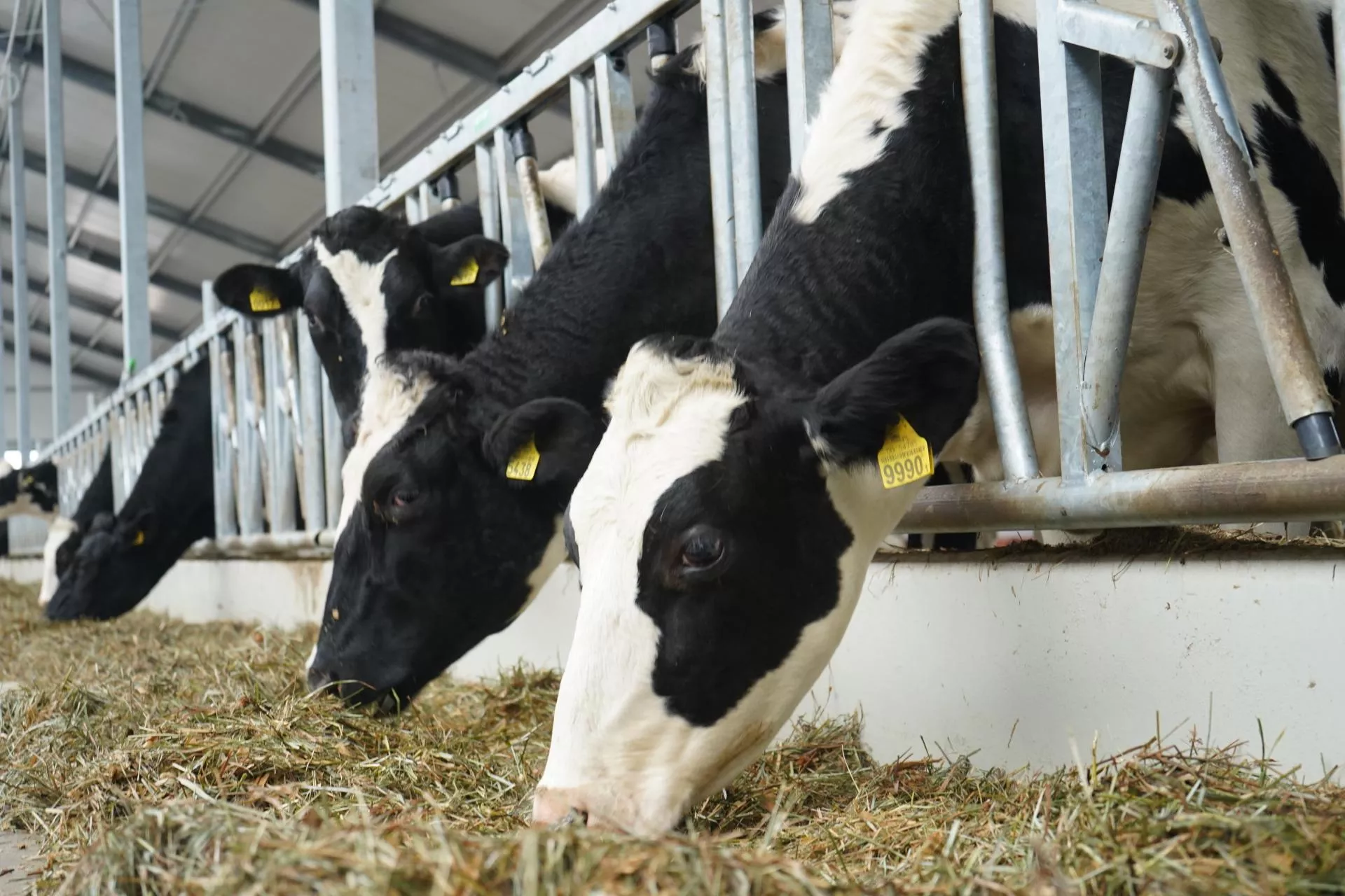 Rosną ceny na GDT. Laktoza zaskakuje, masło bije rekordy