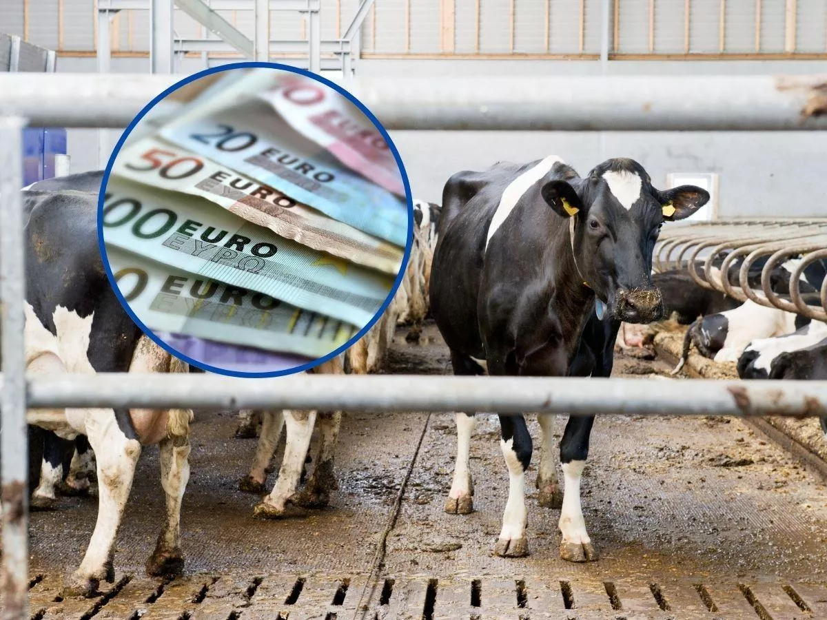 Pryszczyca bliżej Polski. Będą dopłaty do mat dezynfekcyjnych dla hodowców bydła?