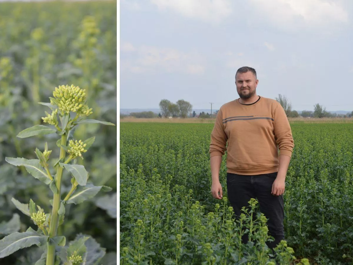 Rolnik z Żuław oszczędza czas i paliwo. Ale plony ma świetne. "Nawet 10 t pszenicy z hektara"