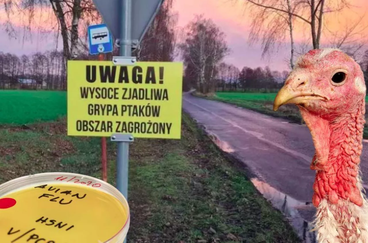 Grypa ptaków w natarciu. Duże ognisko wybuchło po raz pierwszy w tym województwie