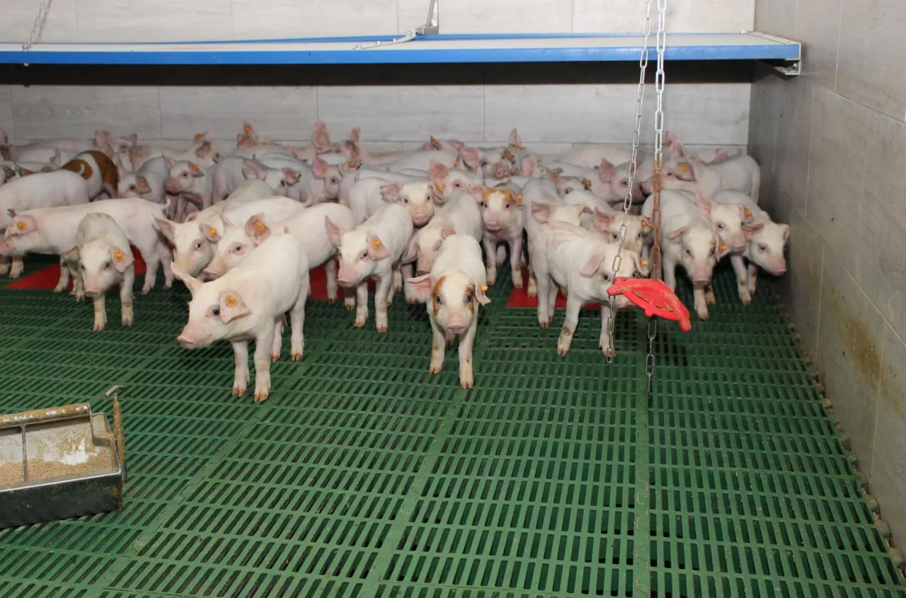 Prosiaki droższe o 0,36 zł/kg. Jakie są aktualne ceny prosiąt w Polsce? [SONDA]