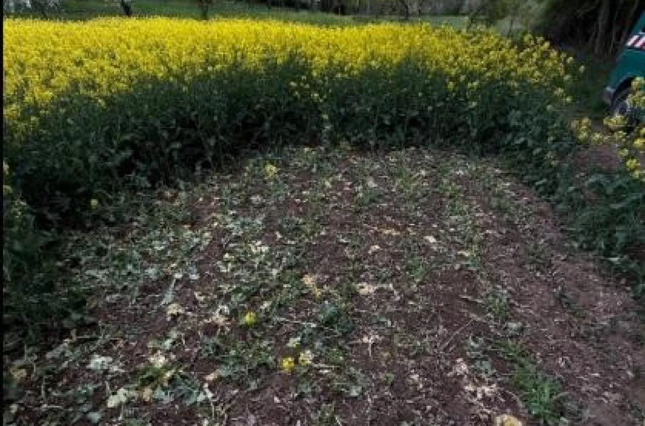 Prezes stowarzyszenia rolników padł ofiarą kradzieży. Z jego pola zniknął rzepak