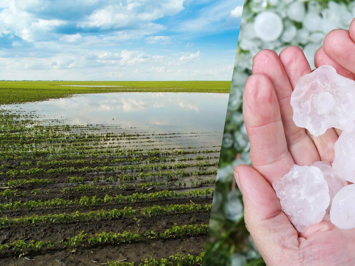 Rolnicy z Lubelszczyzny w dramatycznej sytuacji po gradobiciu. Co z pomocą od państwa?