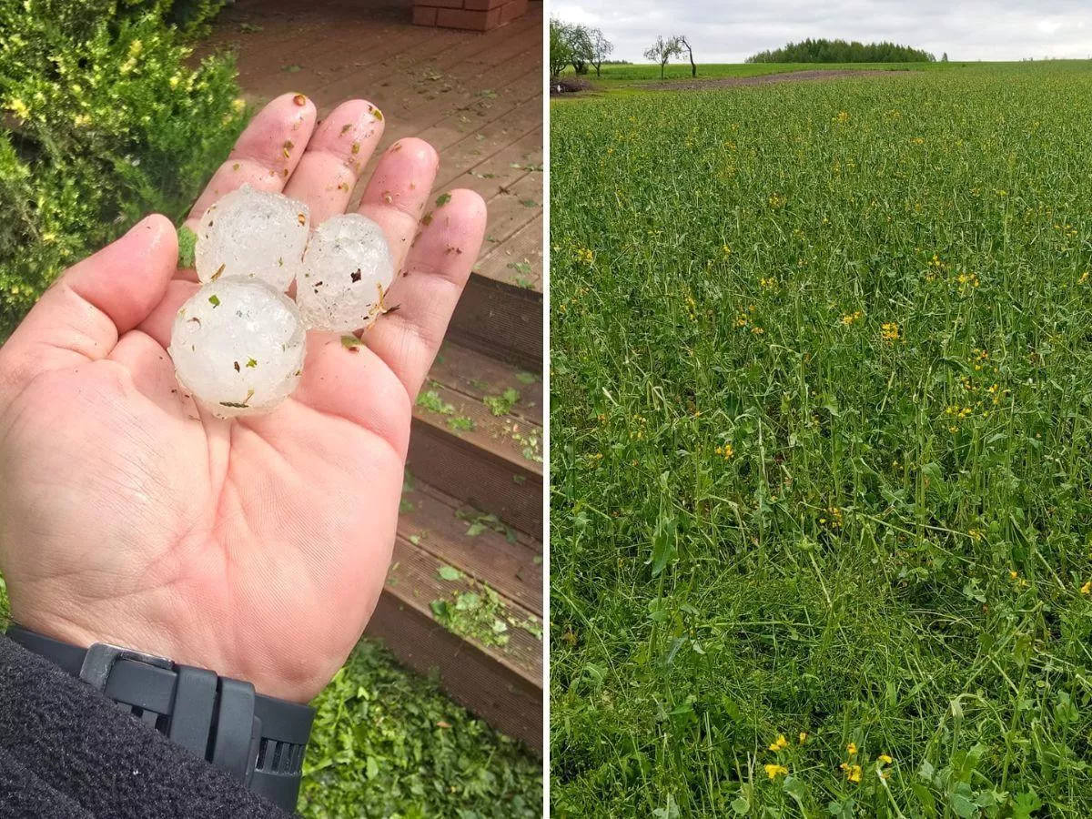 Dramatyczna majówka. Grad ściął uprawy. "Rzepak i jęczmień wypadły" [FOTO]