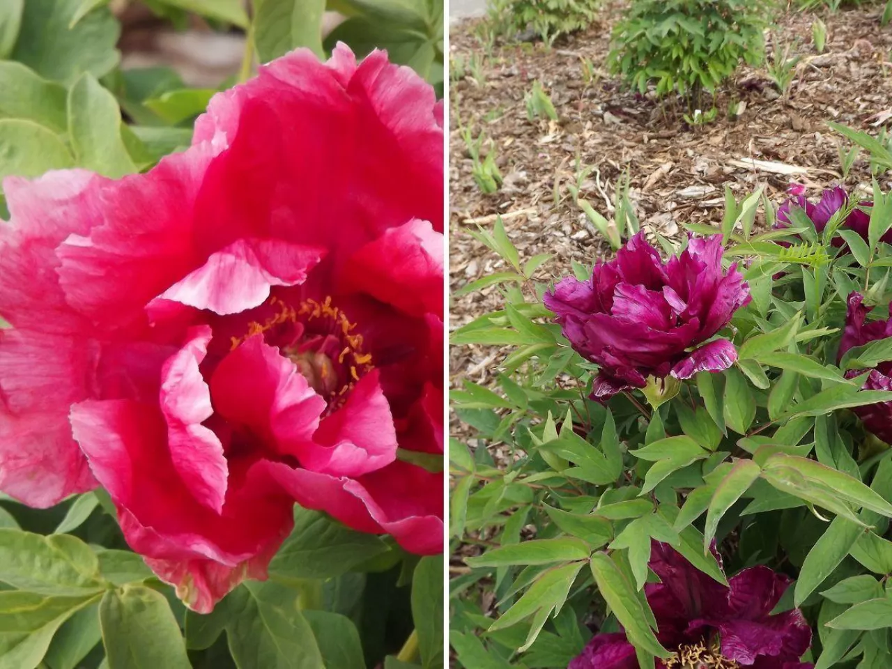 Piwonia drzewiasta: jak sadzić i uprawiać?