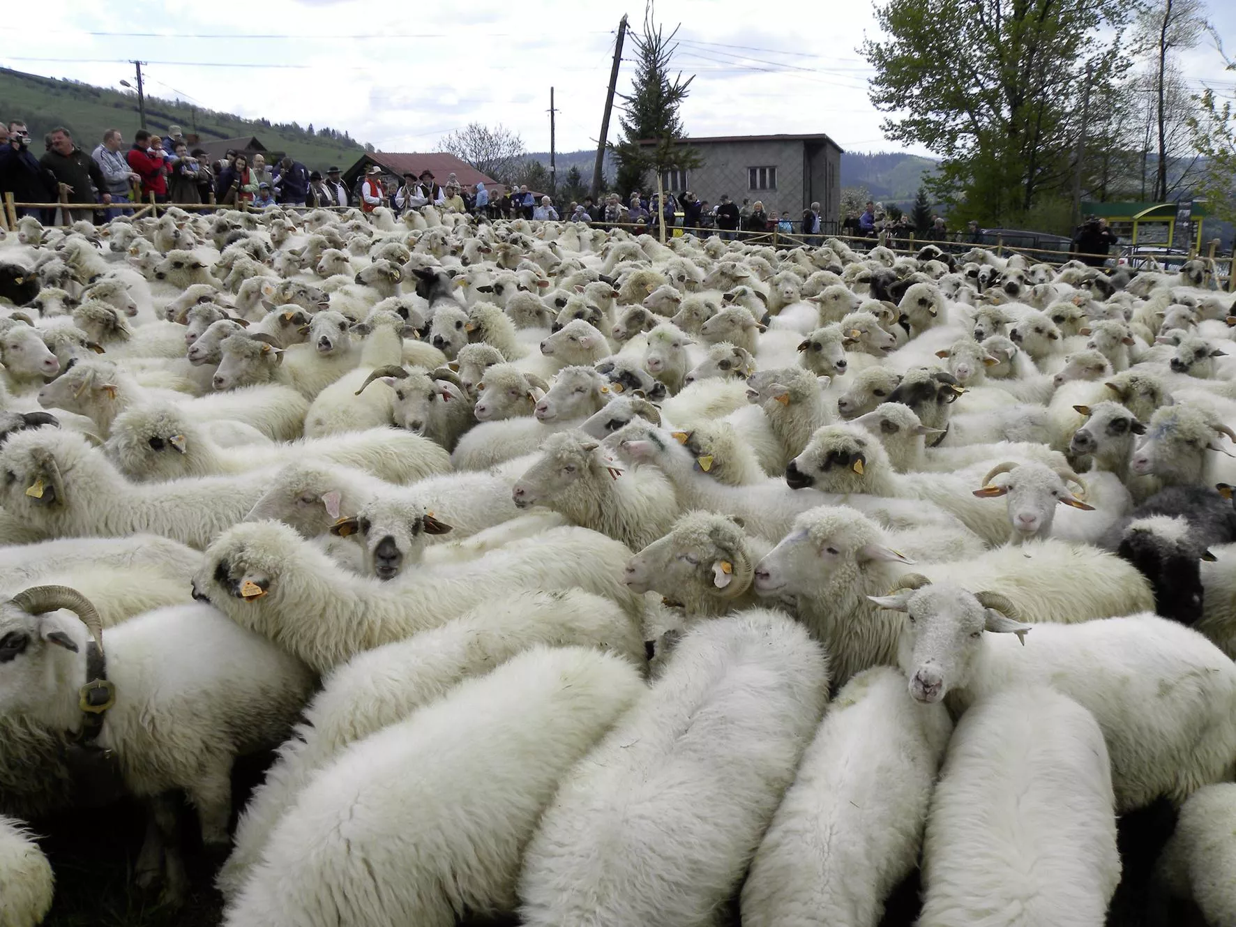 Pryszczyca wygrała z tradycją. "Nie chodzi o kilka owiec, a o 1200 sztuk bydła"