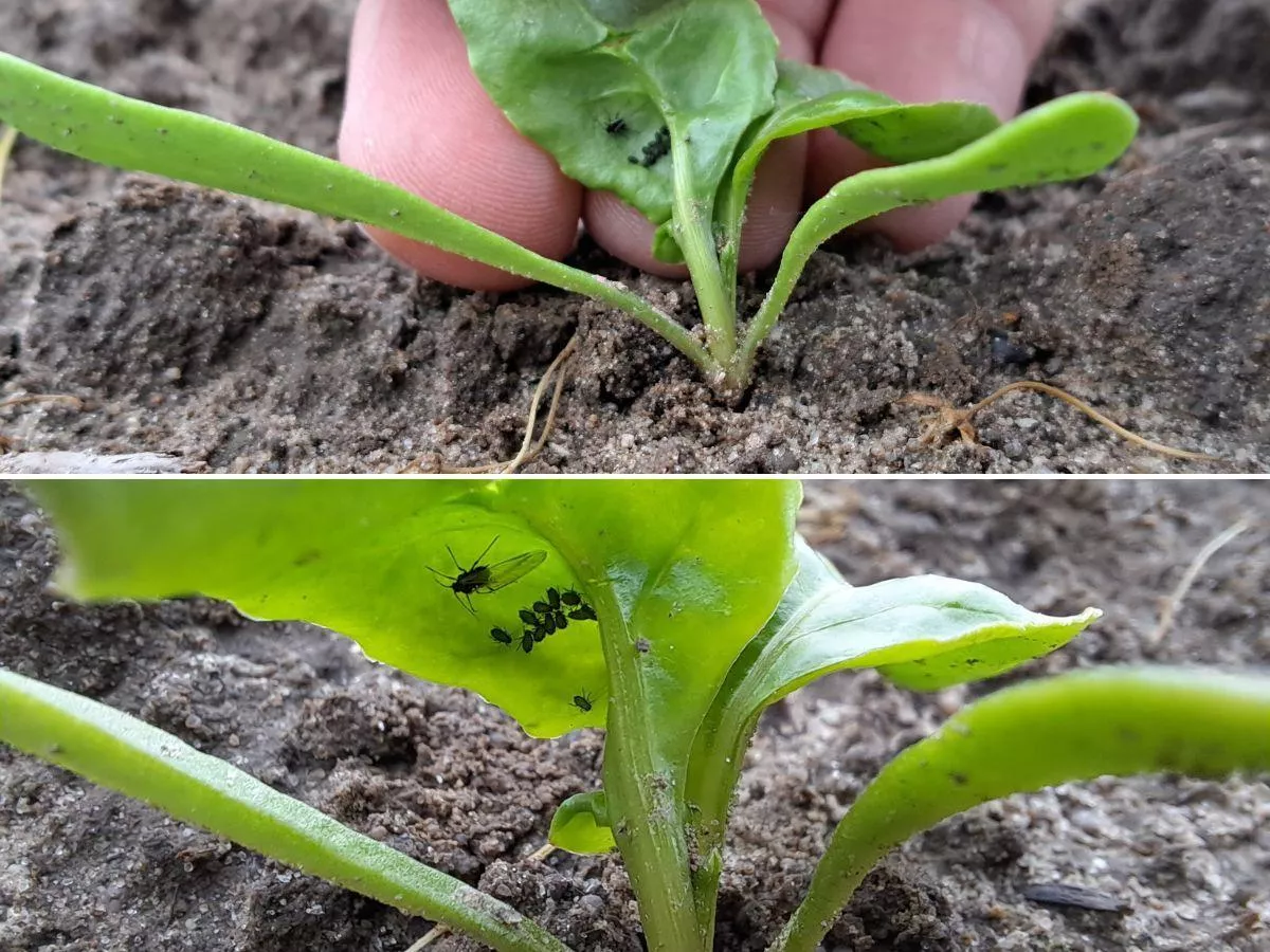 Mszyce w buraku cukrowym: rolnicy mogą zastosować nowy środek, ale tylko do końca lipca