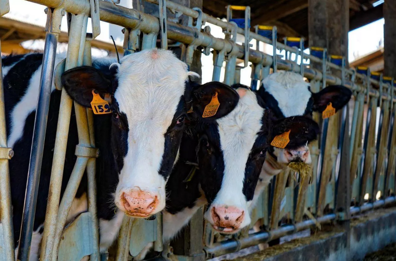 Pryszczyca: jest zgoda KE na rekompensaty dla rolników