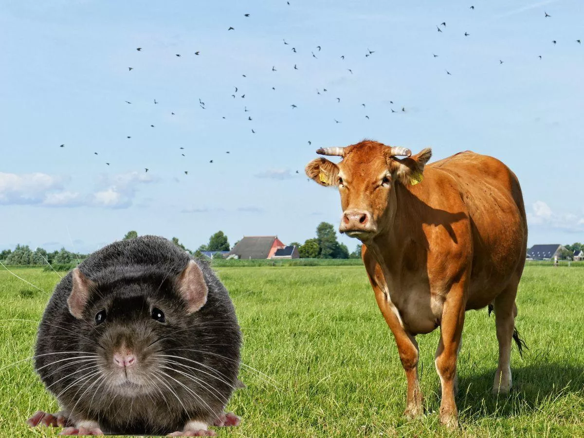 Rolnik w szoku. Ktoś mu otruł paszę dla 100 sztuk bydła