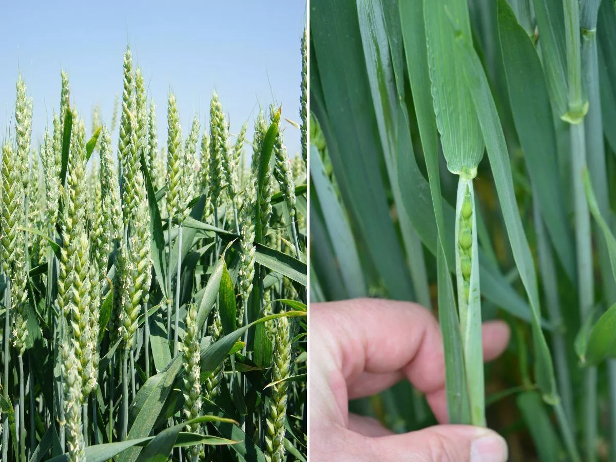 Kiedy i jak chronić kłosy pszenicy i jęczmienia, żyta i pszenżyta?