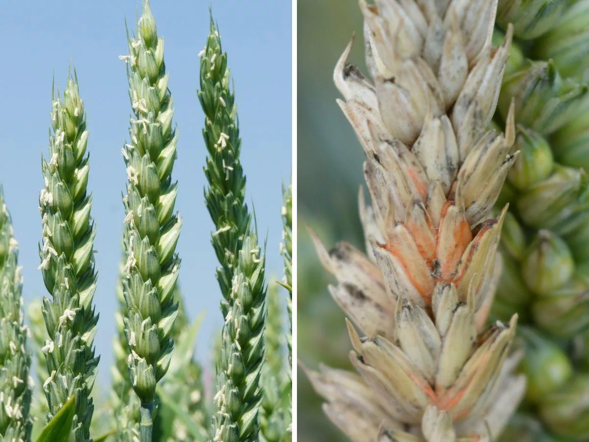 Fuzarioza kłosów pszenicy: kiedy pryskać?