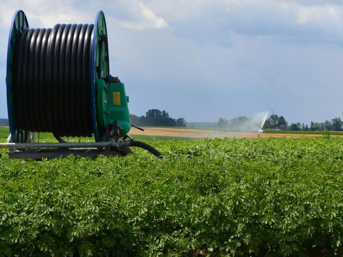 Jak plonują ziemniaki w zależności od nawożenia obornikiem i nawozami mineralnymi?