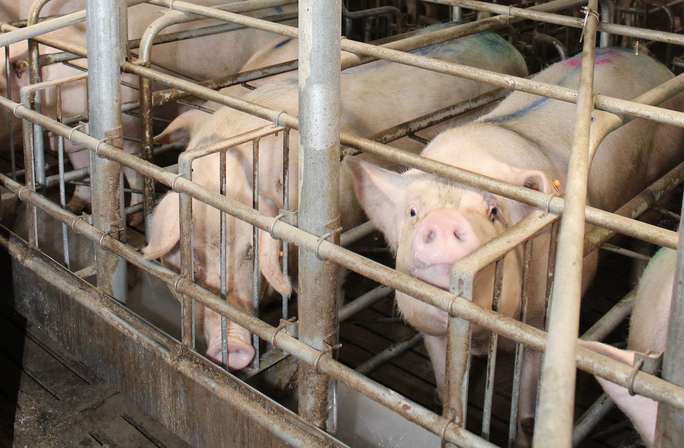 Żywienie macior: drożdże łagodzą upały