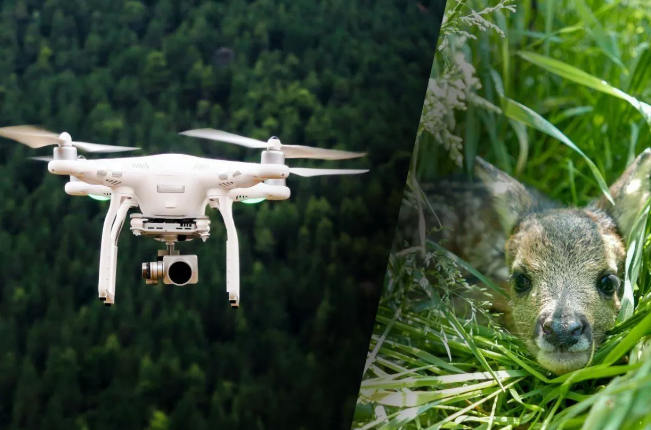 Ruszają sianokosy. Rolnicy i myśliwi szukają sarenek dronami