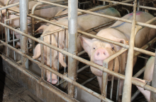 To co podajemy w paszy lochom ma wpływ nie tylko na zdrowie ich samych, ale także na zwiększenie odporności prosiąt i łatwiejsze porody