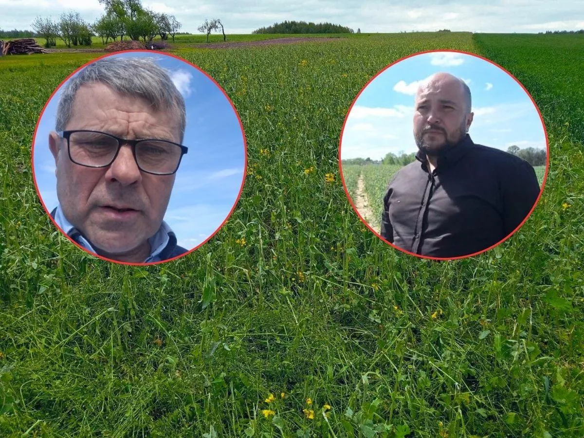 Dramat rolników spod Piotrkowa. "Wsadzili pieniądze w plon, którego nie zbiorą"