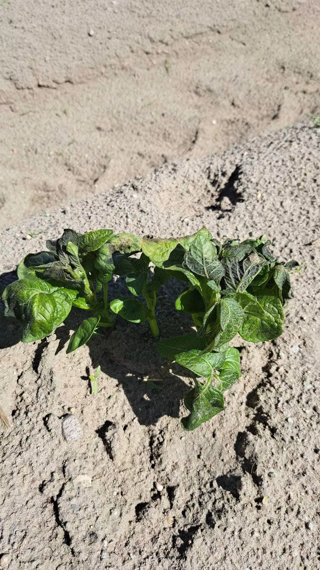 Grad i przymrozki zniszczyły plony. Rolnicy mają mało czasu w złożenie wniosku