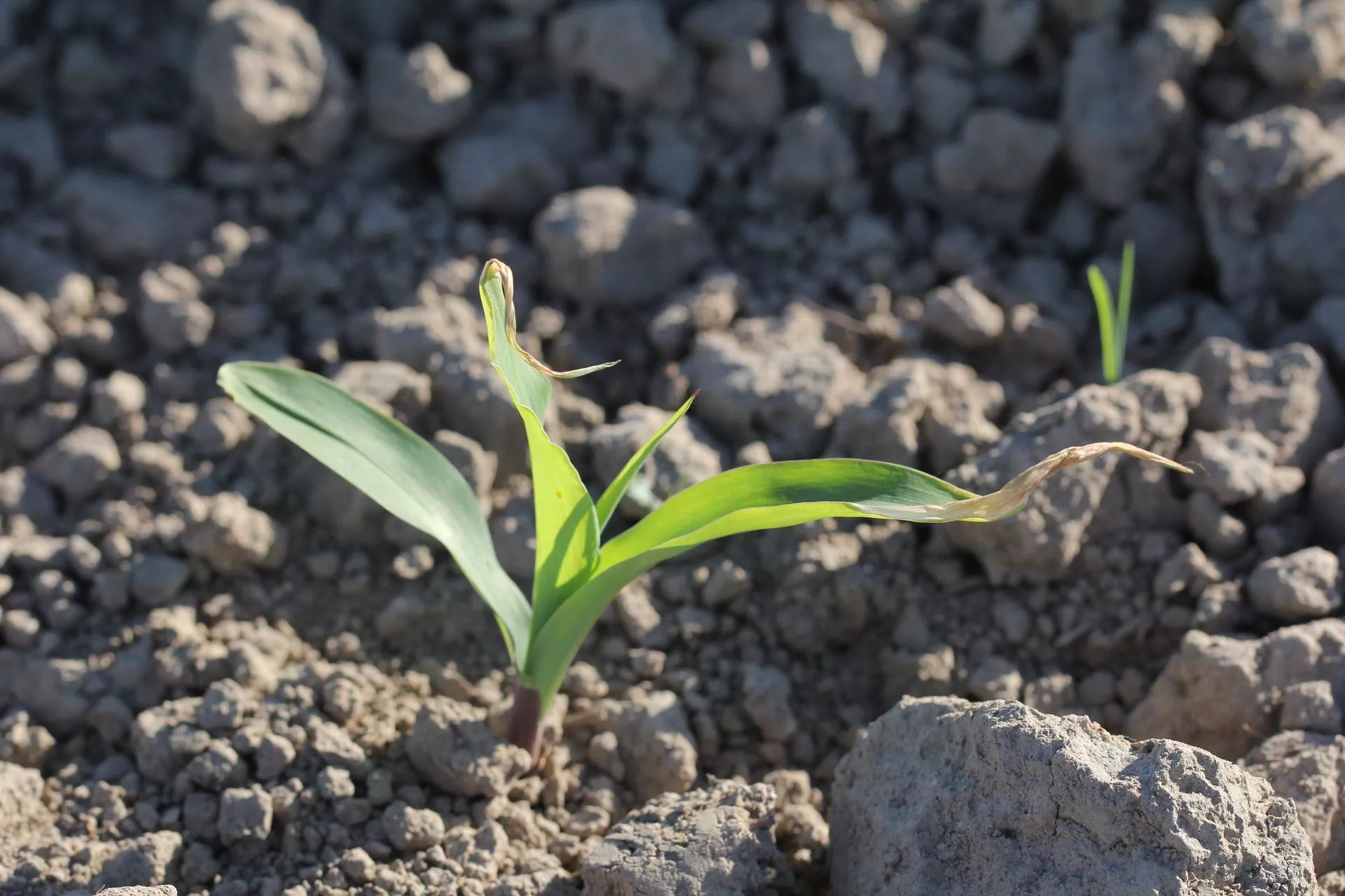 Nawet -2 C przy gruncie. Przymrozki nie odpuszczają. Kiedy wróci ciepło?