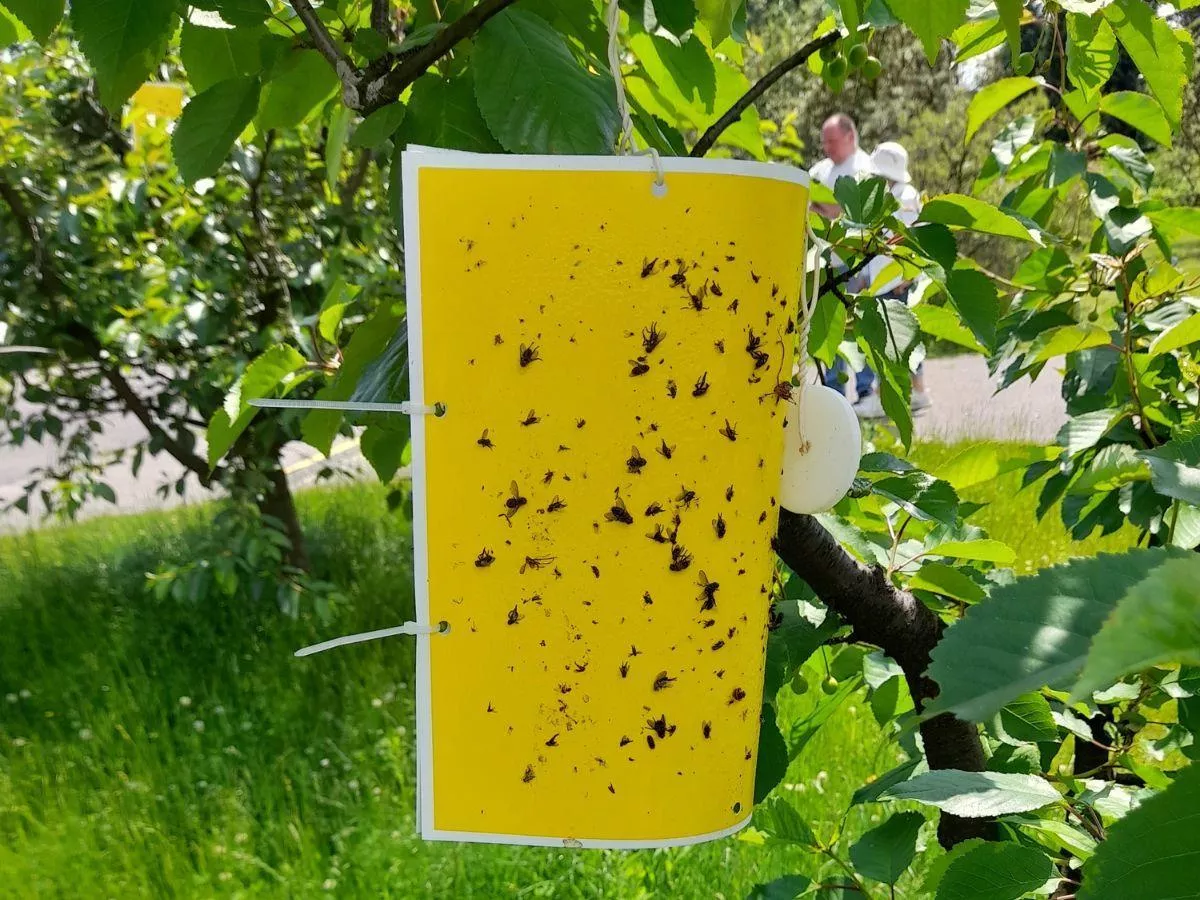 Nasionnica trześniówka: kiedy i jak chronić czereśnie bez chemii?