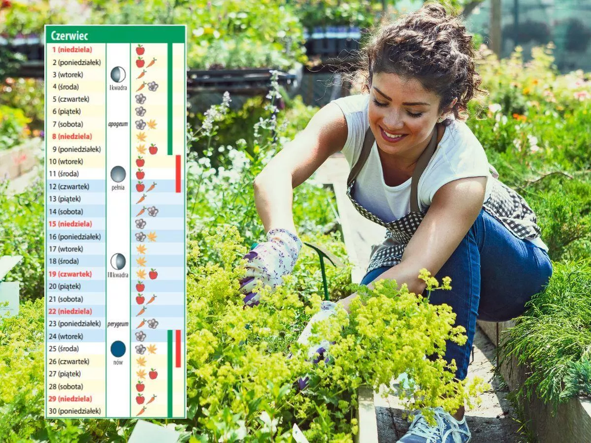 Kalendarz biodynamiczny na czerwiec 2025. Jakie prace w ogrodzie?