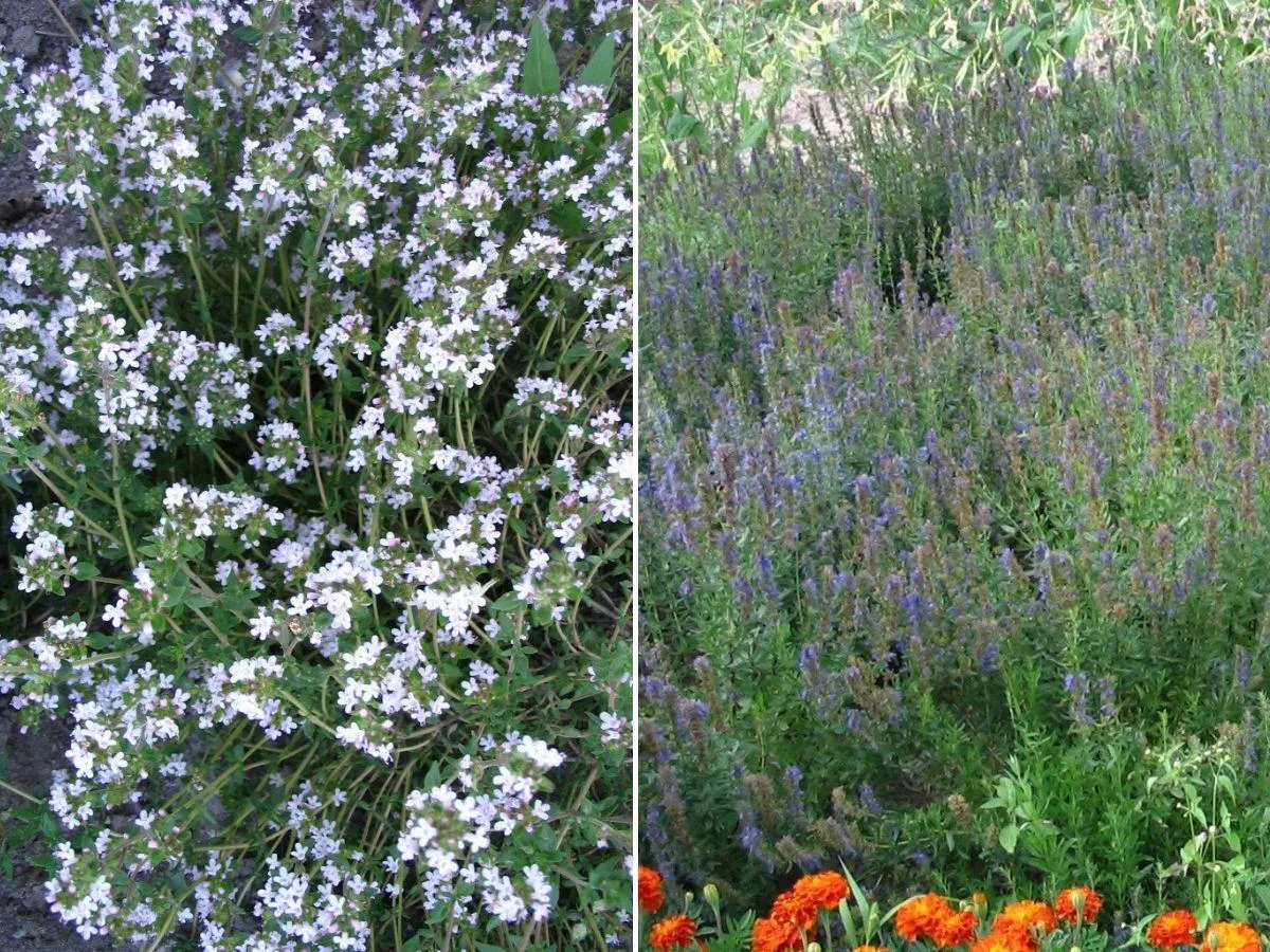 Hyzop i tymianek to gwiazdy ogrodu, kuchni i apteczki. Jak je uprawiać i wykorzystać?