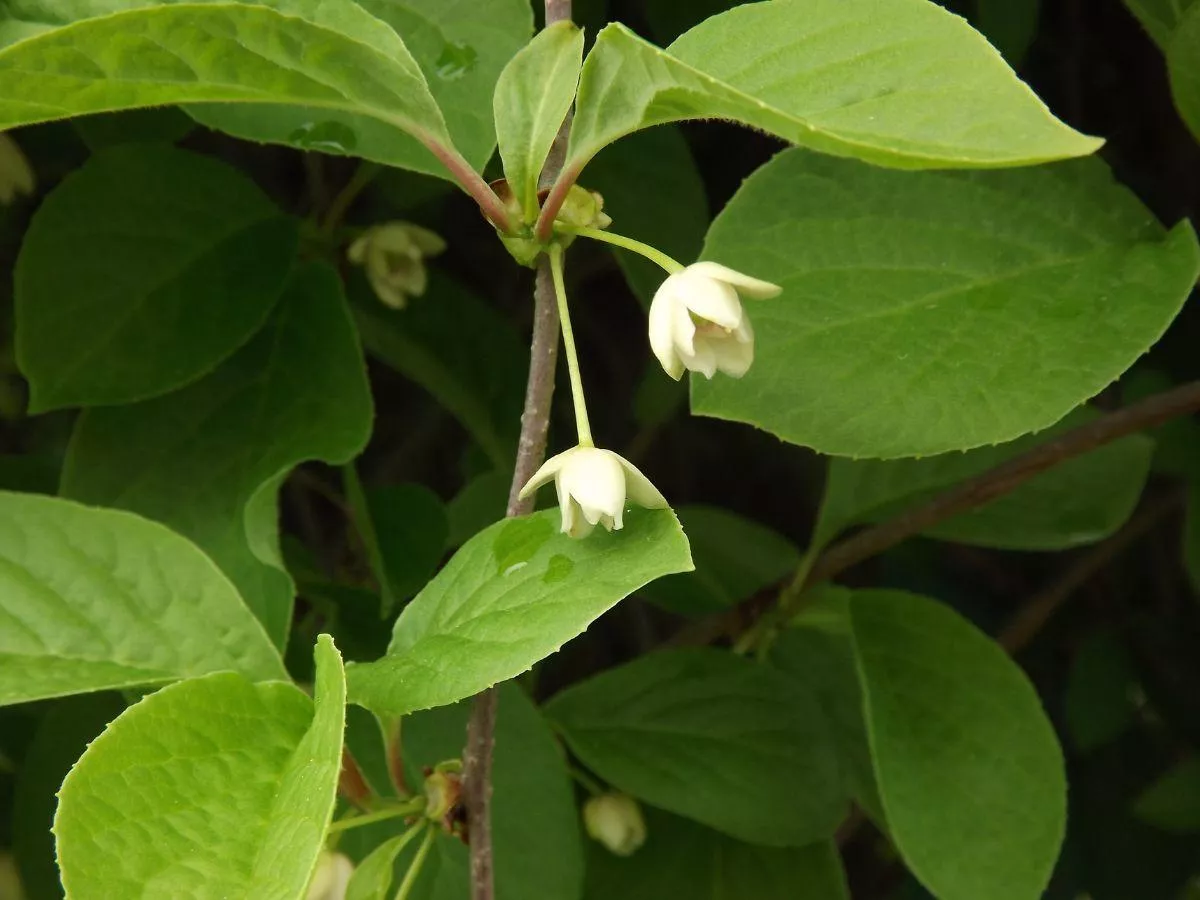 Cytryniec chiński: jak go sadzić i uprawiać?