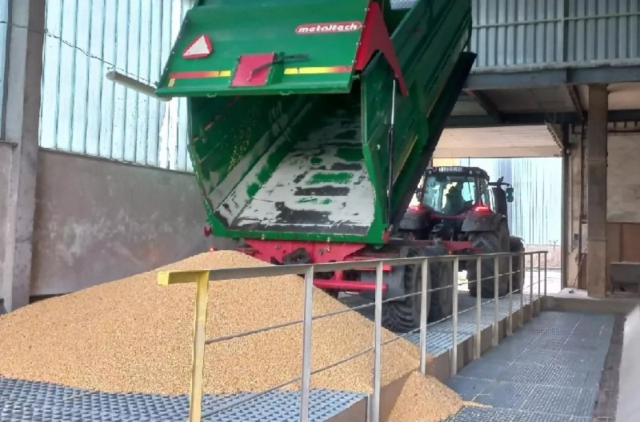 Pszenica tańsza choćby o 40 zł. Jakie są ceny zbóż i rzepaku? [SONDA]