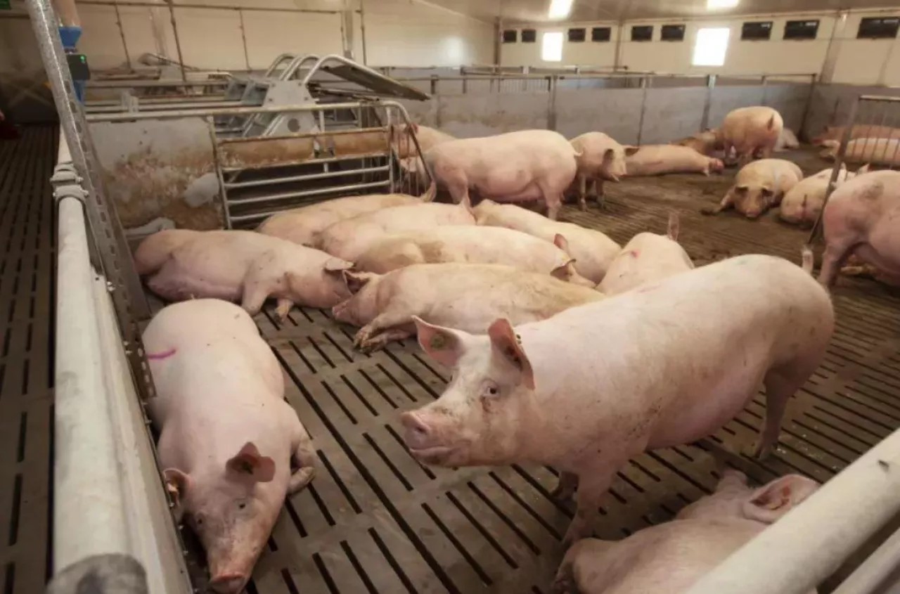 Forum Świnie: kiedy? Jaki program?