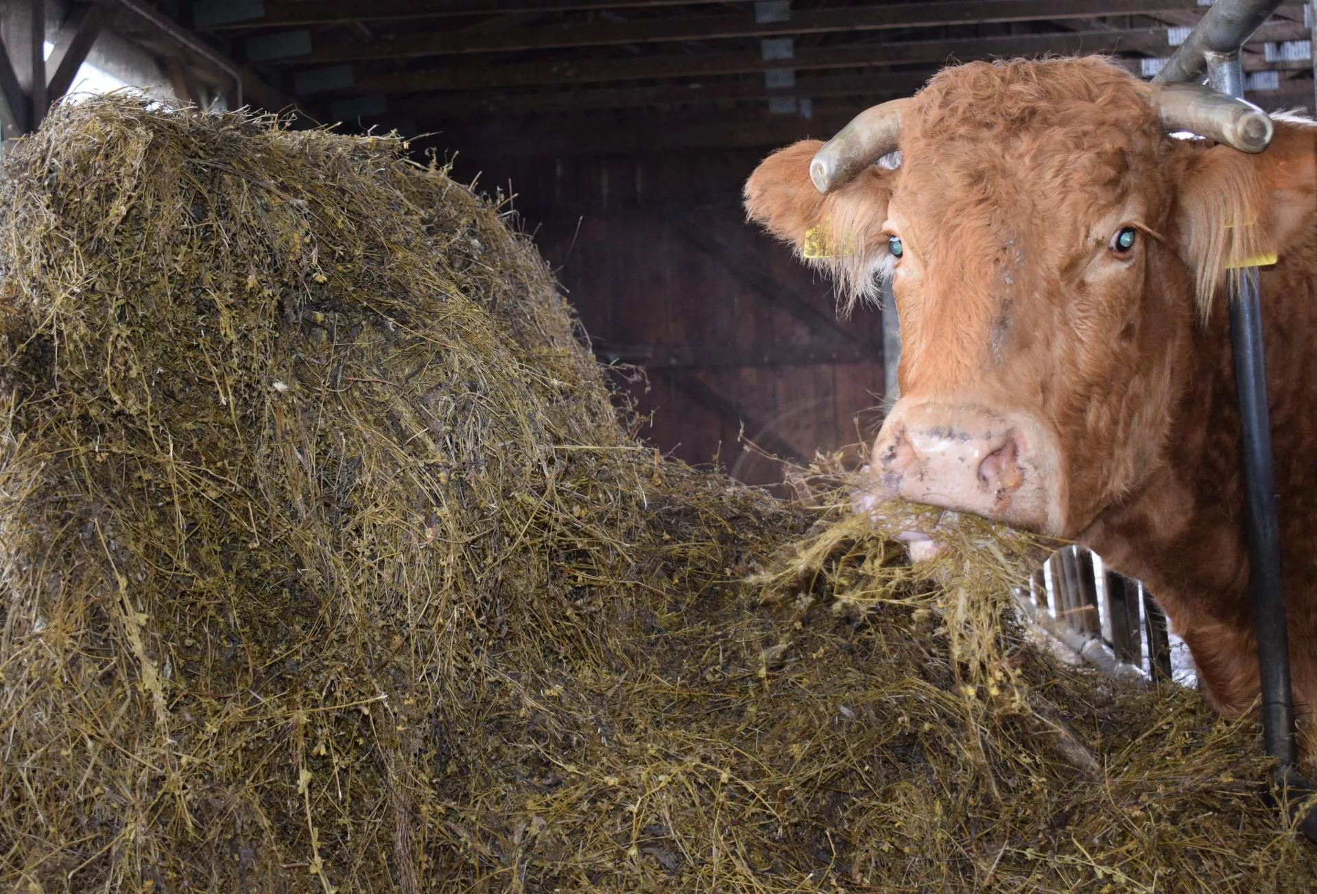 Bydło droższe choćby o 2 zł. Jakie są ceny byków, krów i jałówek w Polsce? [SONDA]