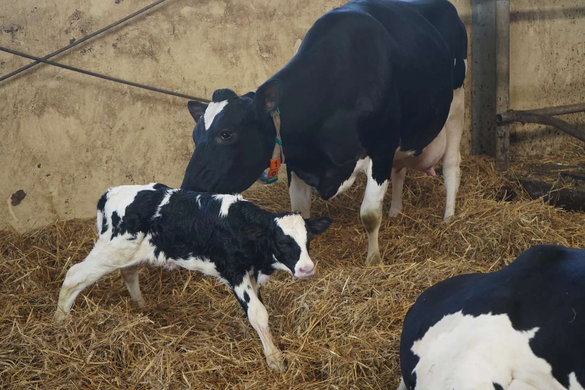 Krowy urodzone przez jałówki dają więcej mleka