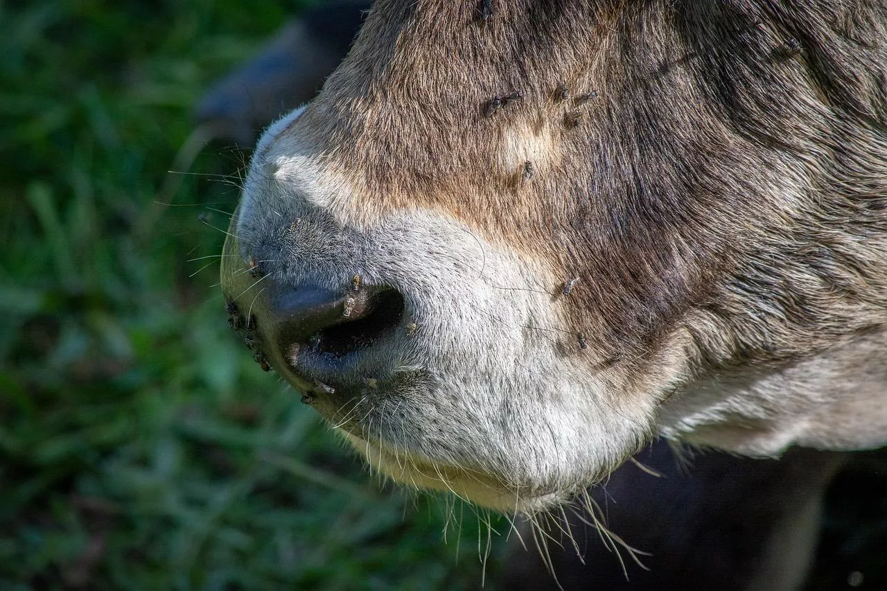 Muchy w oborze? Ten sposób jest najskuteczniejszy