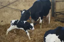 Potomstwo jałówek osiąga wyższą średnią wydajność życiową niż potomstwo starszych krów