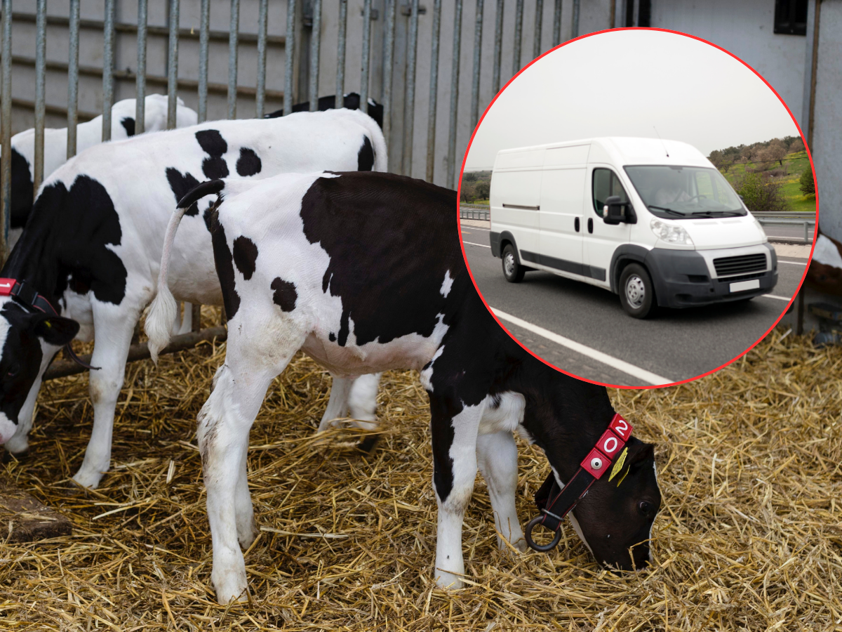 Nielegalne cielęta zagrażają Polsce. Hodowcy biją na alarm: skala przemytu rośnie