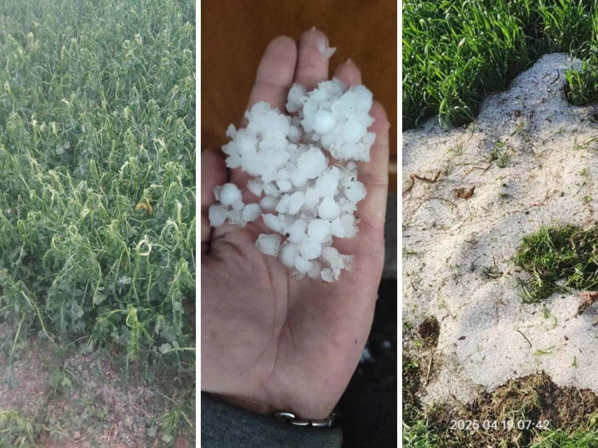 Grad ściął rolnikowi uprawy. Ale polisa nie działa. "Nie mam nic. Tylko pismo, iż nie zapłacą”
