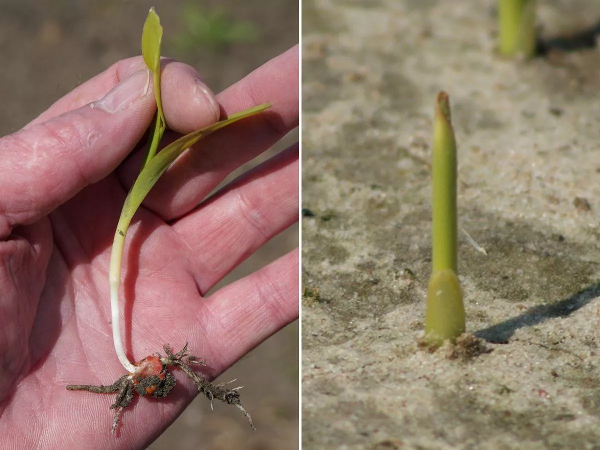 Jakie przymrozki wytrzymuje kukurydza? Jak sprawdzić, czy przetrwała?