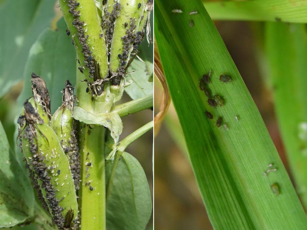 Najbardziej zawirusowane jest żyto. Eksperci oceniają stan zbóż