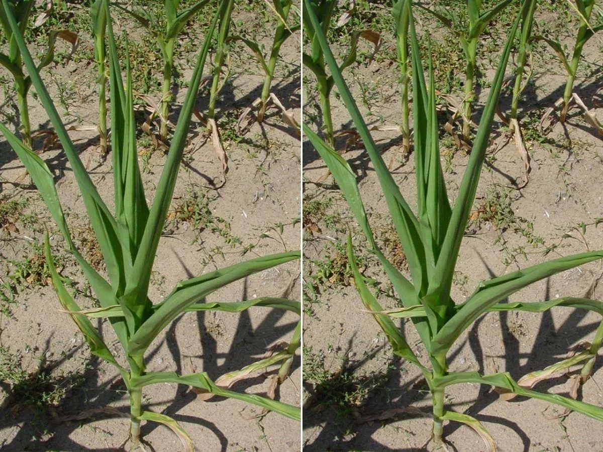 Potas chroni uprawy nie tylko przed suszą. Jak i kiedy nawozić potasem?