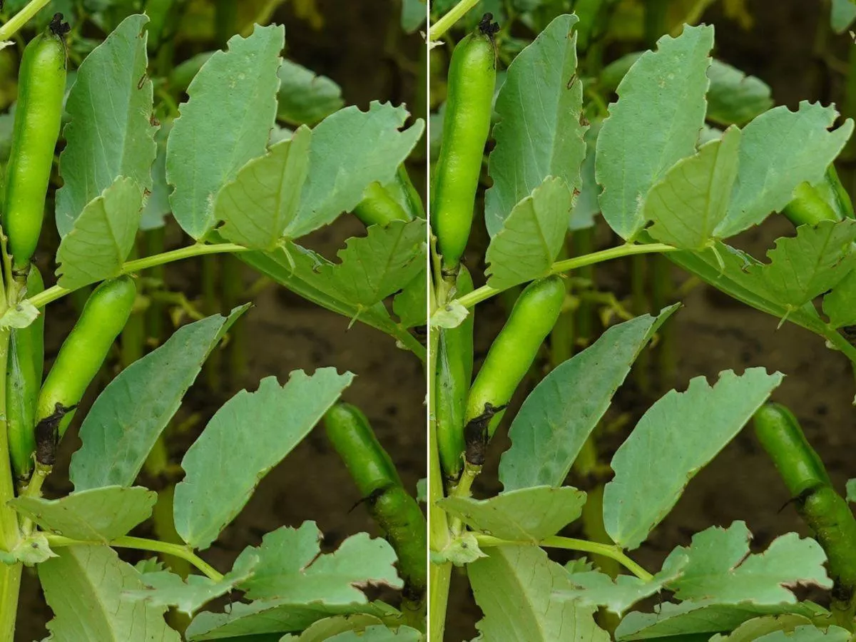 Oprzędziki w bobowatych: kiedy zwalczać?