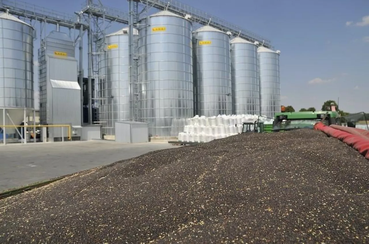 Żniwa 2025: rosną ceny rzepaku w umowach na lipiec i sierpień. Jakie stawki?