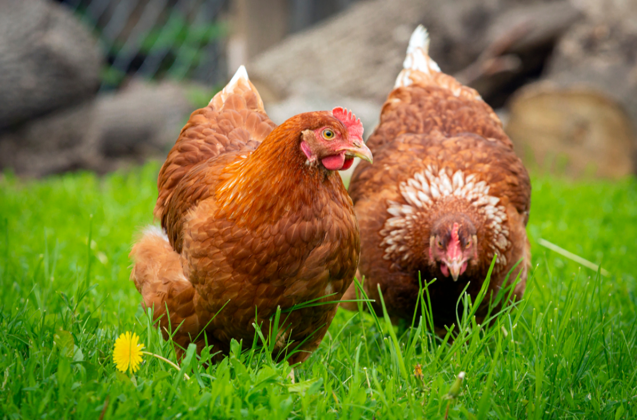 Masz kury? Musisz je zaszczepić. Nowe obostrzenia dla rolników