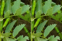 Oprzędziki w bobowatych: kiedy zwalczać?