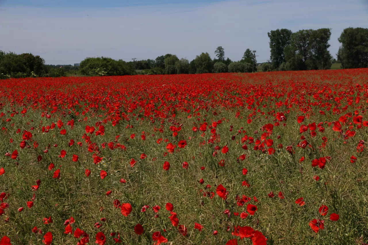rzepak zachwaszczenie łuszczyna
