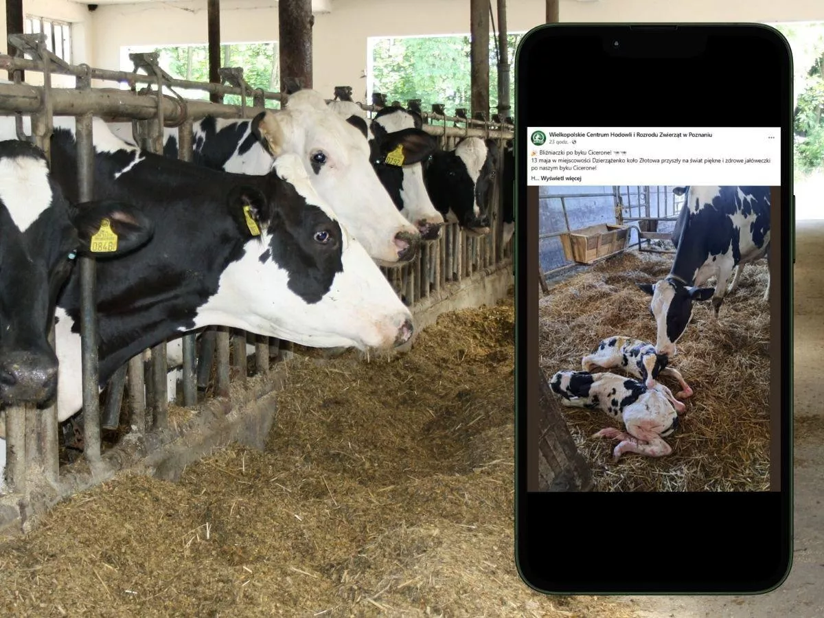 Krowa urodziła cudne bliźniaczki-jałóweczki. "Piękne i zdrowe po byku Cicerone"