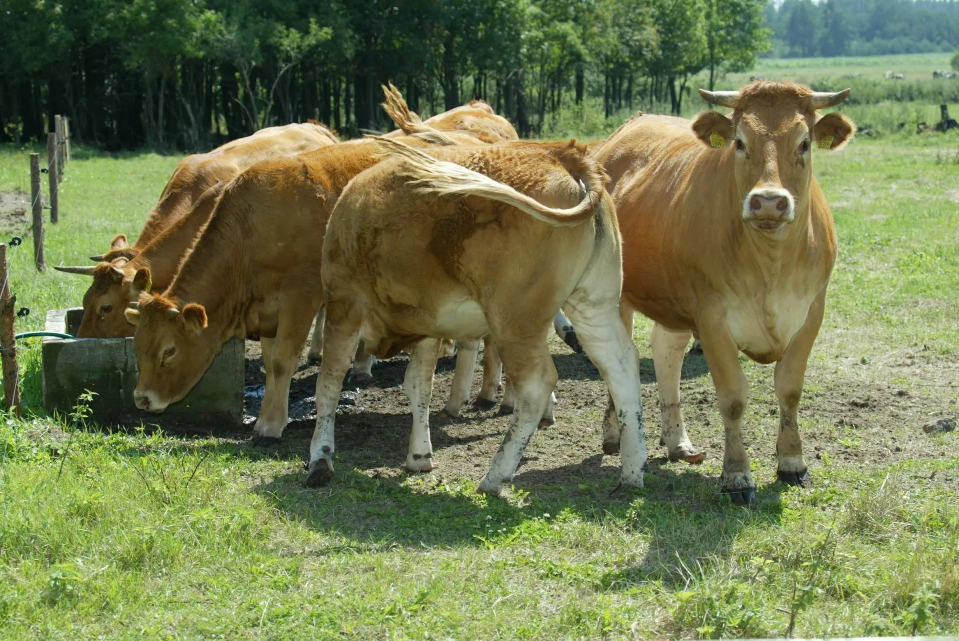 Dlaczego krowy liżą drzewa? Oto, czego brakuje im na pastwisku