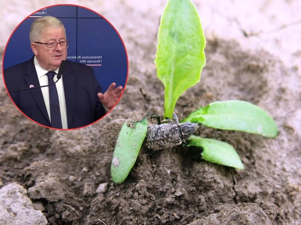 Będą dopłaty dla poszkodowanych rolników. Musieli przesiać 3000 hektarów