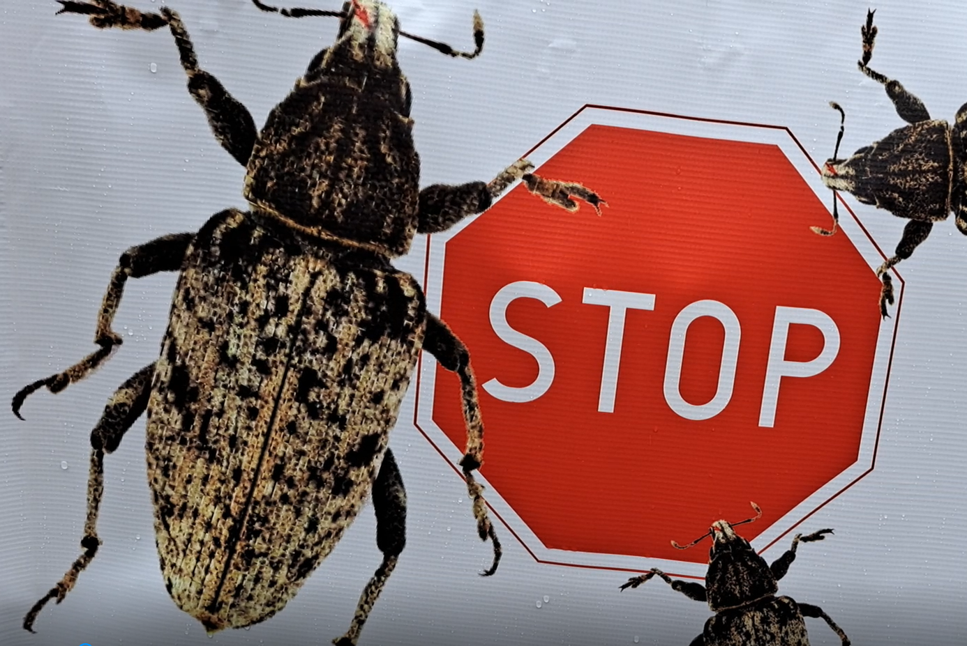 Szarek jak szarańcza. Czy plantatorzy buraka cukrowego otrzymają derogację?