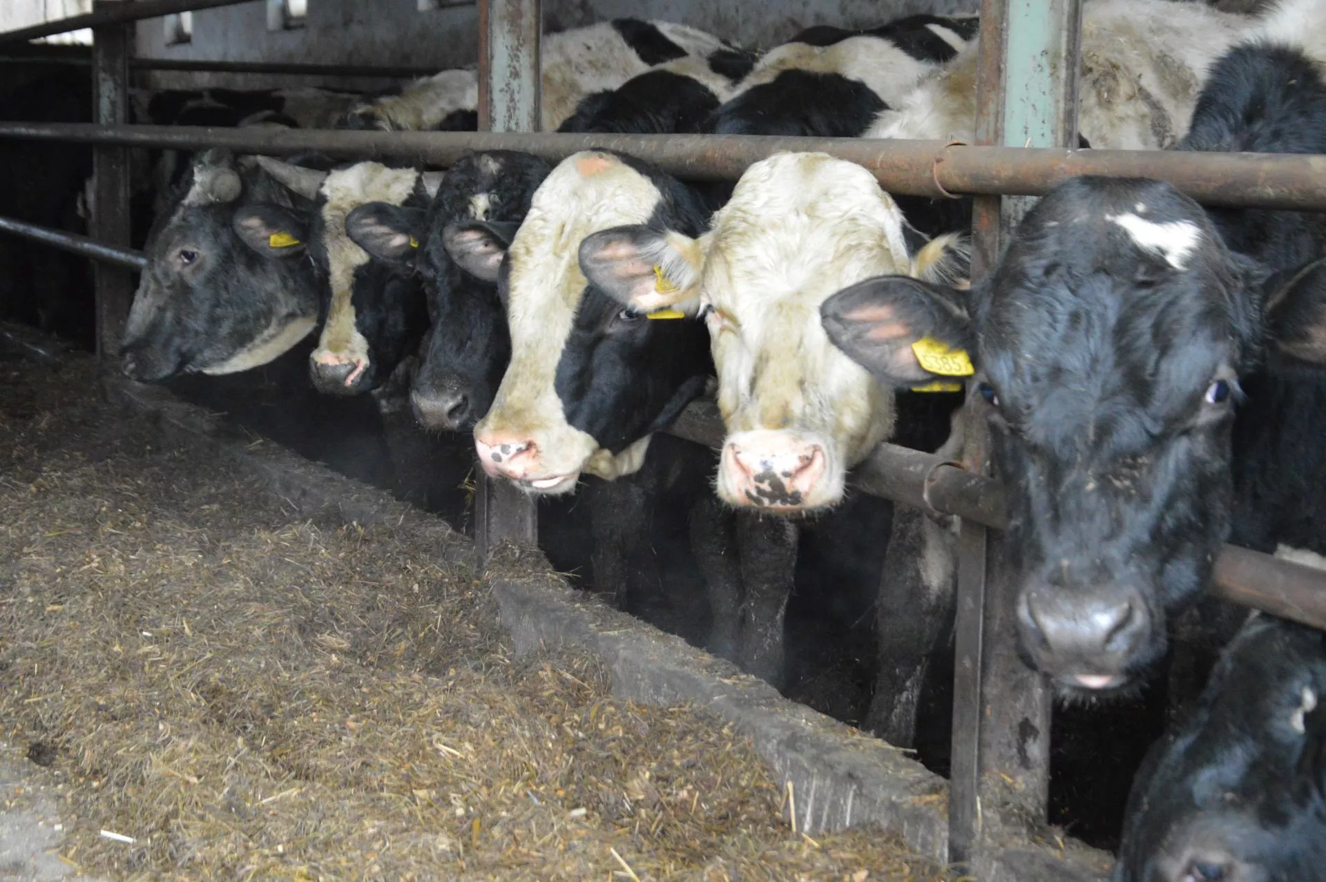 "Piękne cielęta, a po dwóch tygodniach padają”. Rolnik z Mazowsza postawił na krajowe hf-y