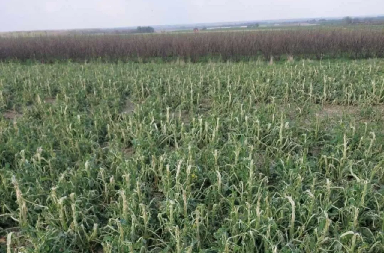 Rolnik został z niczym, bo grad trafił na karencję w polisie